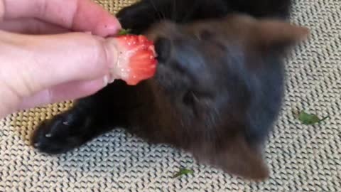 Buddy the Sable Punishes the Strawberry for not Being Tasty