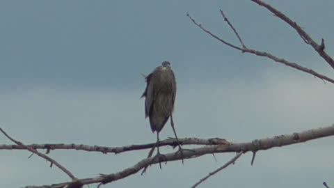 387 Toussaint Wildlife - Oak Harbor Ohio - Great Blue Heron Decides To Be A Tree Dweller