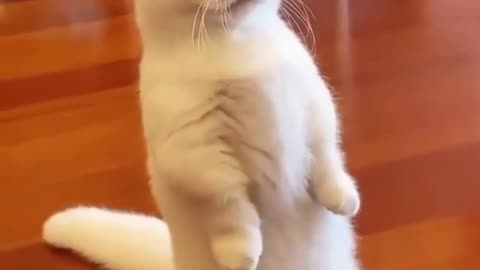 Cute sailor cat