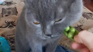 my cat is a vegetarian