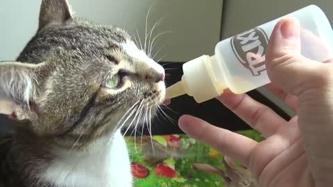 Adorable Little Cat Drinks from Baby Bottle