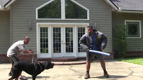 Guard Dog Training Step by Step Tutorial