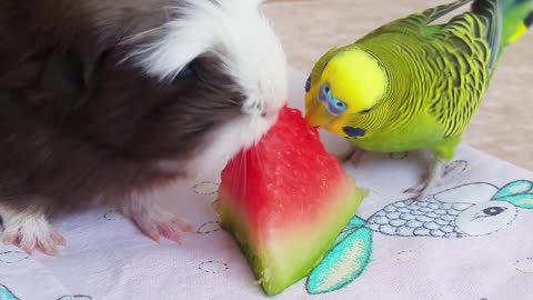 Guinea Pig and Bird Munch on Melon