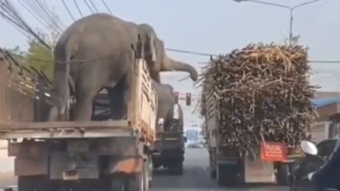 Elephants stealing sugarcane