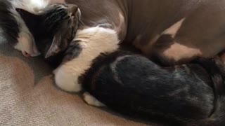 Cat hugging other cat while laying down on couch