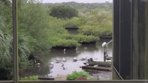 Backyard Menagerie