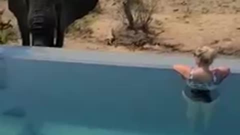 Elephant squirts water at tourist in pool