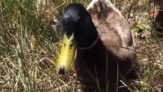 Ducks want some crackers!
