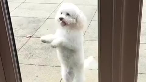 Cute Puppy Dance