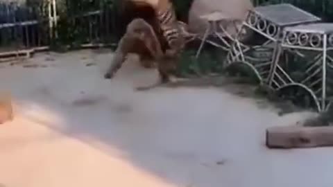 Lion vs Tiger (Real footage of fights)