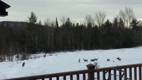 Adirondacks back yard full of deer