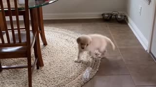 Puppy's first day home