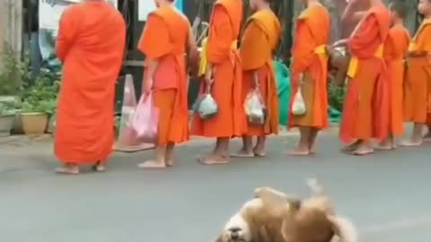 Funny dog reaction on religious event