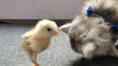 Naughty Chick vs Cute kitten Funny video 2022 || part 3🤣😂🤣😂😂😂😂8