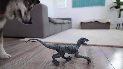 Husky pranked by dinosaur
