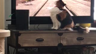 Cat Loves To Watch Wild Birds On Tv