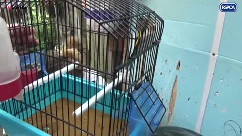 Man fined for keeping 18 wild goldfinches in cages in his flat