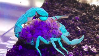 Scorpion and Babies Under UV Light