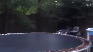 Guy near pool backflips off of trampoline