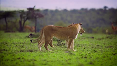 Amazing Pair of Lionesses Walking Together