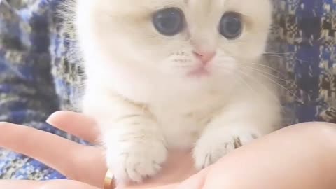 Cat video | Cat funny video | cute cat