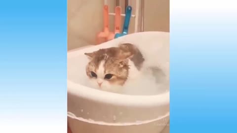 kitten taking a shower
