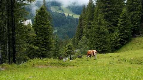 Cow standing near hiking path in front of beautiful alpine