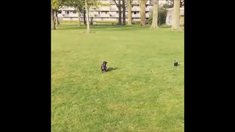 Crow attacks intruding dachshund bcgff