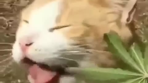 Funny cat war drunk