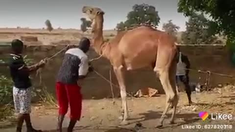 dangeriouse camel