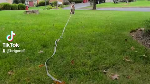 Pitbull chasing a swiffer duster