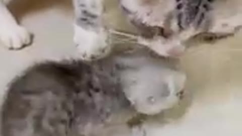 Mother Cat and Kitten Fighting For Food (ADORABLE!)