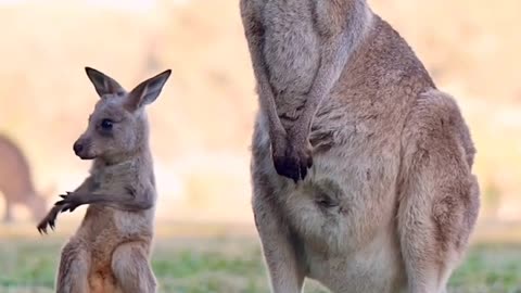 Kangaroo kids video #animal #viral #unitedstate