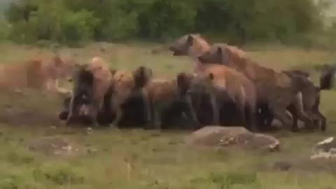 Who Won The Battle? Lions vs Hyenas