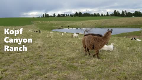 Guardian Llamas Attending Goat Birth in Open Pasture