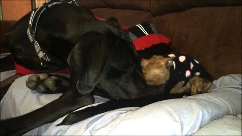 Chihuahua and Great Dane are best friends