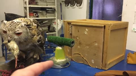 Rescue Siberian owl enjoys his favorite food