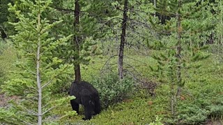 BEAR is Getting Ready for Winter in Banff National Park