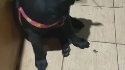 Playful Pooch Brandishes a Blade