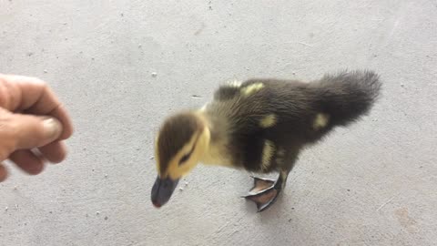 Quacks the duck
