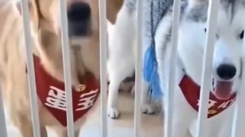 Funny dog video❤❤