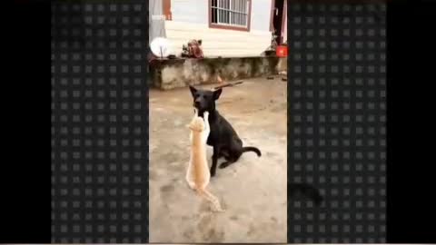 Super funny animal and pets videos | Super funny, animal and pets