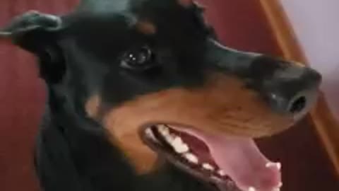 Doberman Feeling Good