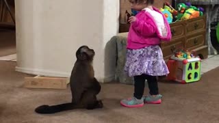 Capuchin monkey begs for hug from toddler