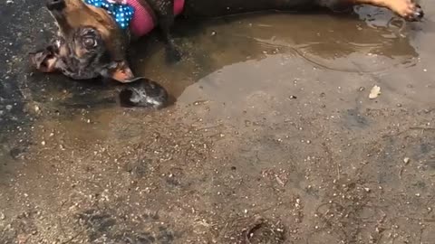 Puppy rolls around in mud on hot summer day