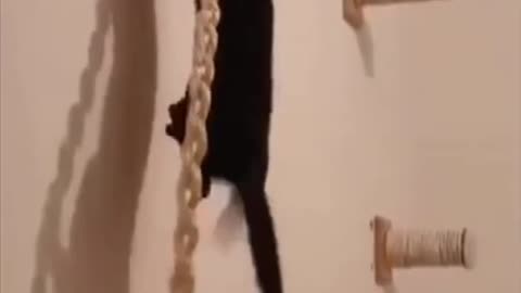 Cat acrobat