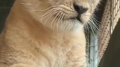 LION CUB SHOWS OFF HIS MIGHTY ROAR