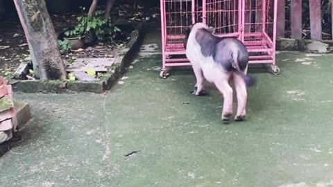 🐕 dog and pig funny 😂🤣 video