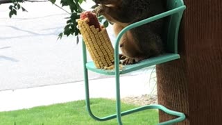 Squirrel Sits for a Snack