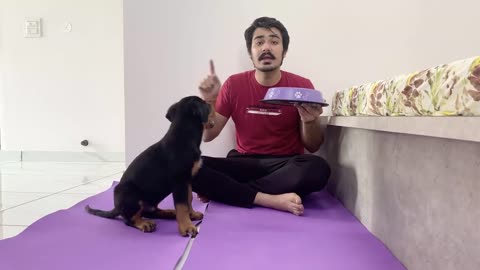 How to train your puppy for food discipline(before in 10 days) train your dog